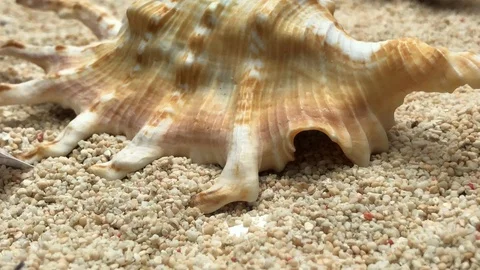 Shell on sand Video stock 121726796