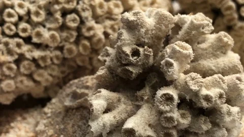 Shell on sand Video stock 121726896