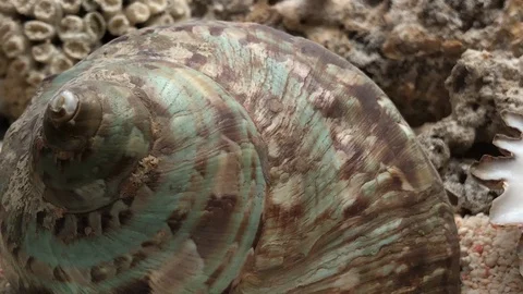 Shell on sand Video stock 121726942