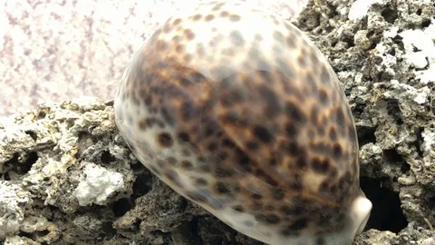 Shell on sand Video stock 121726986