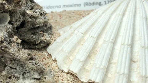 Shell on sand Stock Footage 121727045