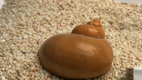 Shell on sand Stock Footage 121727099