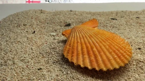 Shell on sand Stock Footage 121727141