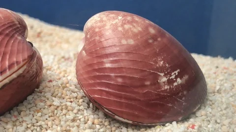 Shell on sand Stock Footage 121727185