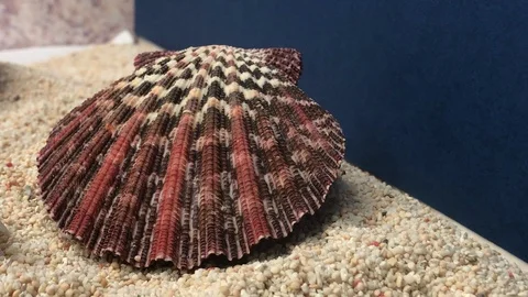 Shell on sand Stock Footage 121727232