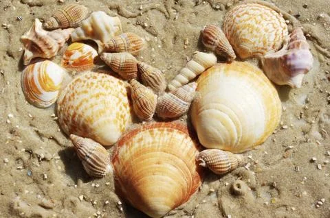 Shell on sand: heart shape Stock Photos