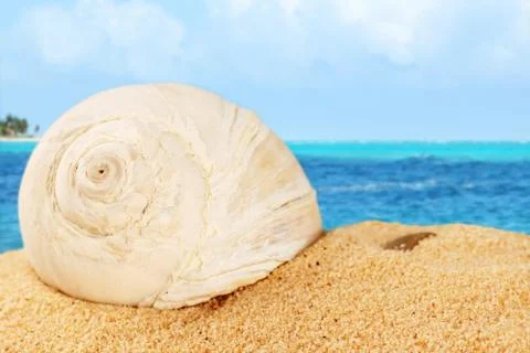 Shell on sand od the caribbean Stock Photos
