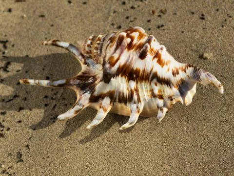 Shell on the sand Foto stock