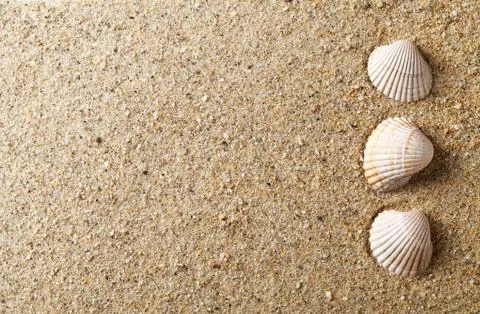 Shell on sand Stock Photos