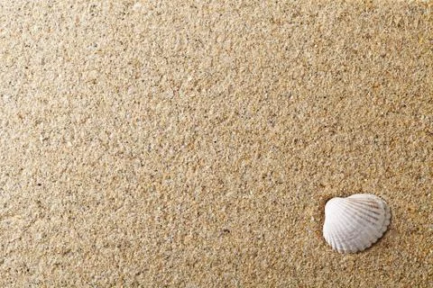 Shell on sand Stock Photos