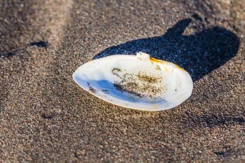 Shell in the sand Stock Photos