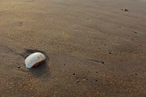 Shell in sand 스톡 사진