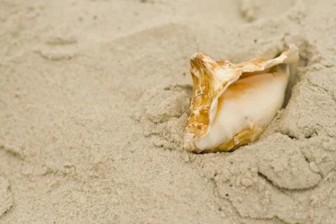 Shell on sand Stock Photos