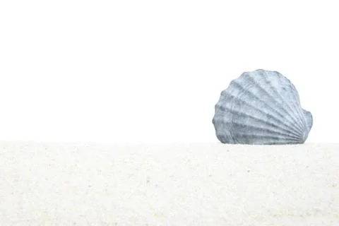 Shell on sand Stock-Fotos