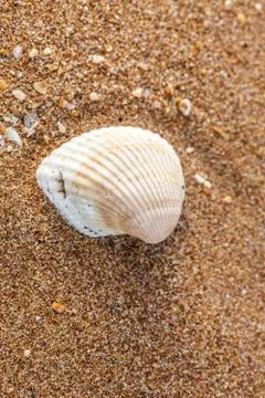 Shell on the sand 库存照片