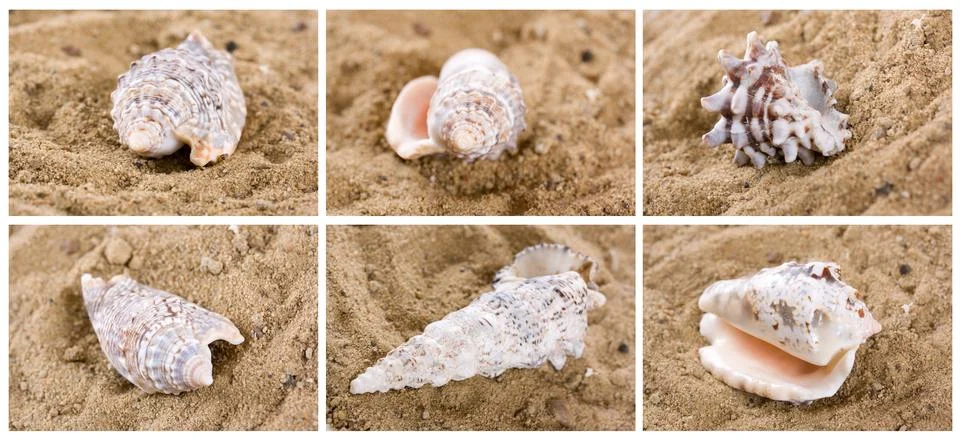 Shell on the sand Stock Photos