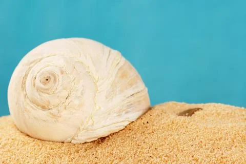 Shell on sand Stock Photos
