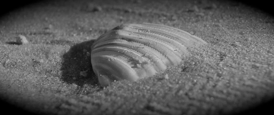 Shell in Sand Stock Photos