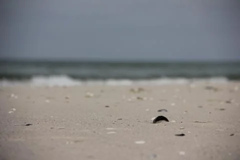 Shell in the sand Foto stock
