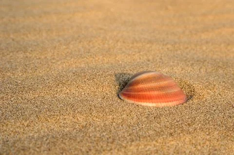 Shell on the sand Foto stock