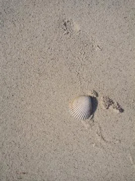 Shell on the sand Stock Photos