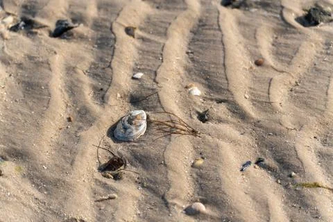 Shell on sand. Foto stock