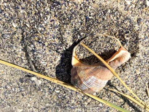 A shell in the sand of the sea. Stock Photos