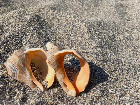 A shell in the sand of the sea. Stock Photos