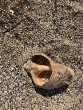 A shell in the sand of the sea. Stock Photos