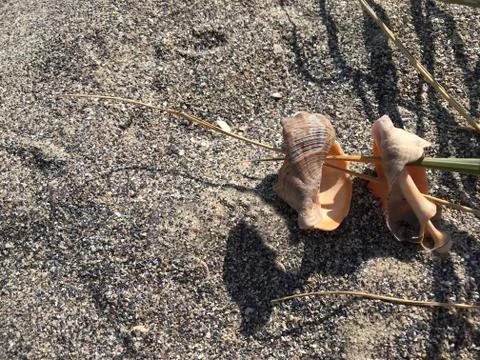 A shell in the sand of the sea. Stock Photos