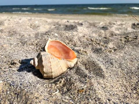 A shell in the sand of the sea. Stock Photos