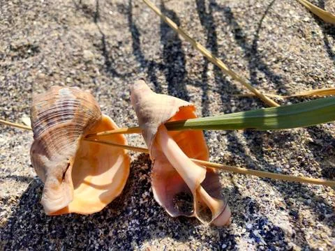 A shell in the sand of the sea. Stock Photos