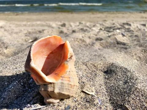 A shell in the sand of the sea. Stock Photos
