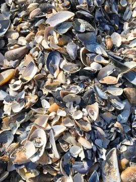 A shell in the sand of the sea. Stock Photos