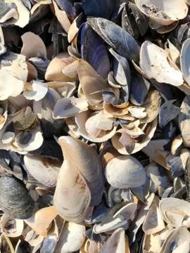 A shell in the sand of the sea. Stock Photos