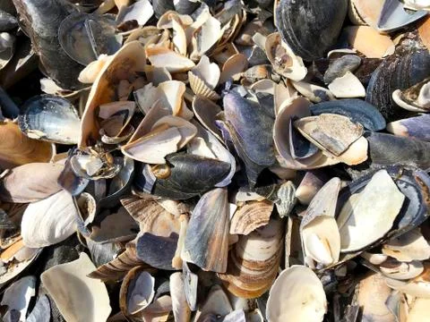 A shell in the sand of the sea. Stock Photos