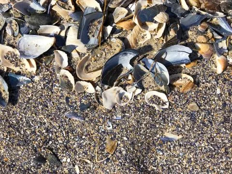 A shell in the sand of the sea. Stock Photos