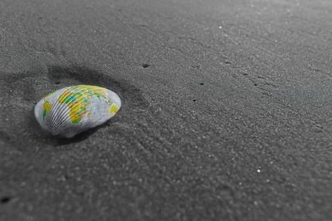 Shell in sand shell in sand Copyright: xZoonar.com/yogeshxmorex 5523056  Stock Photos