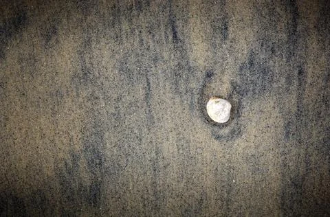 Shell on Sand Simple composition of a single shell on sand Copyright: xZoo... Stock Photos