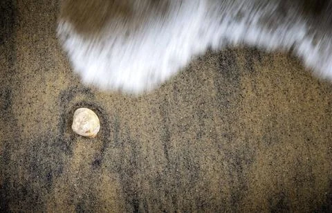 Shell on Sand Simple composition of a single shell on sand Copyright: xZoo... Stock Photos