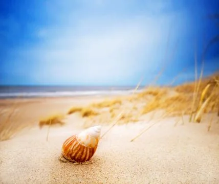 Shell on sand on the summer beach. ocean in the background Foto stock