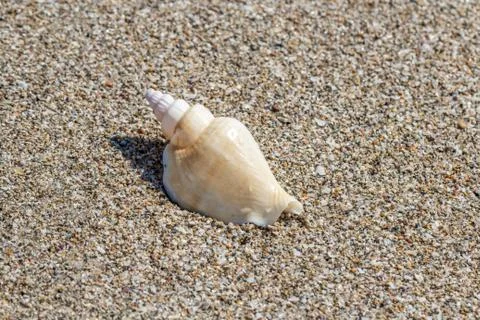 Shell on sand on the summer beach. Sand in the background Stock Photos