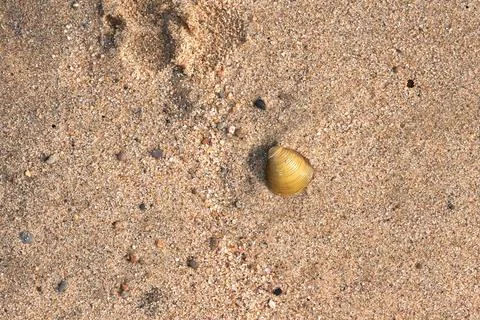 Shell on sand top view. Stock Photos