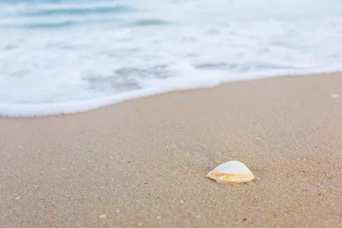 Shell is on the sand while seawater swash on sand as a natural background. Stock Photos