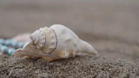 Shell on sandy beach with ocean in the background Stock Footage 334829404