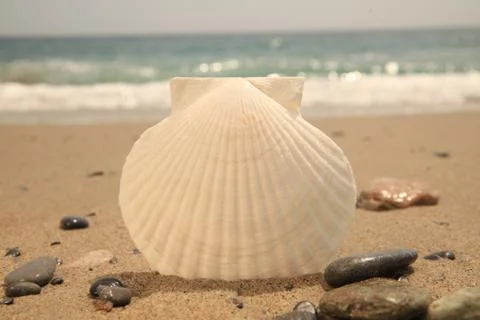 Shell on a sandy beach Stock Photos