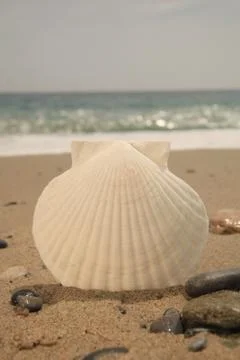 Shell on a sandy beach Stock Photos