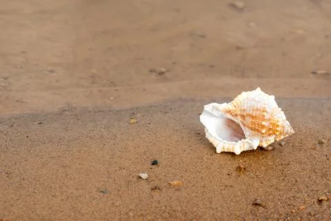 Shell on sandy beach Stock Photos