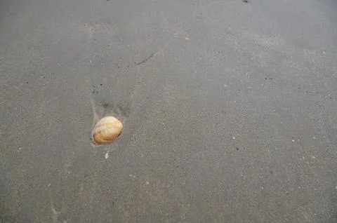 Shell on Sandy Beach in Rayong Province, Thailand Stockfoto's