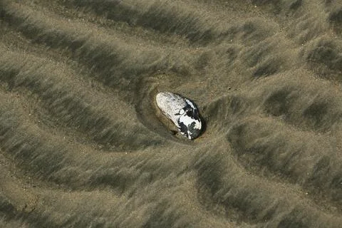 Shell on sandy beach at Riverton Rocks in Taramea Bay in Riverton Stock Photos